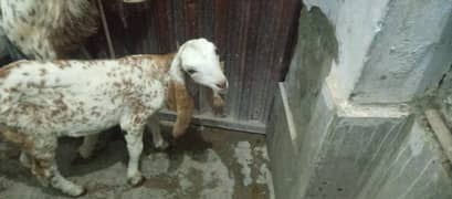 goat for sale with 2 months makhi chena Bakra 03083401406
