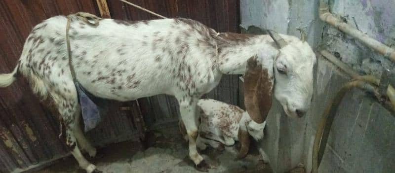 goat for sale with 2 months makhi chena Bakra 03083401406 2