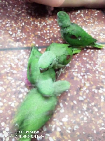 *_~ RAW PARROT ~*_
Female/male not confirmed 7