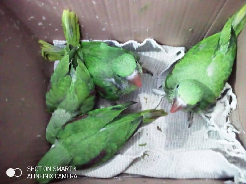 *_~ RAW PARROT ~*_
Female/male not confirmed 8