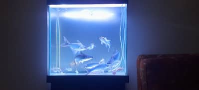 Aquarium with Fishes for Sale 0