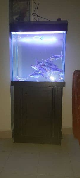 Aquarium with Fishes for Sale 1