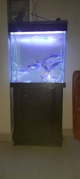 Aquarium with Fishes for Sale 2