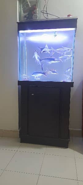 Aquarium with Fishes for Sale 3