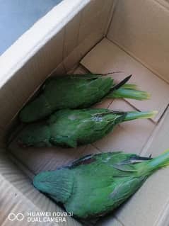 3 raw baby parrot