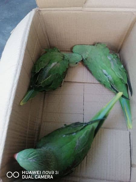 3 raw baby parrot 1