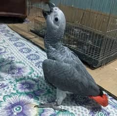 gray parrot 0