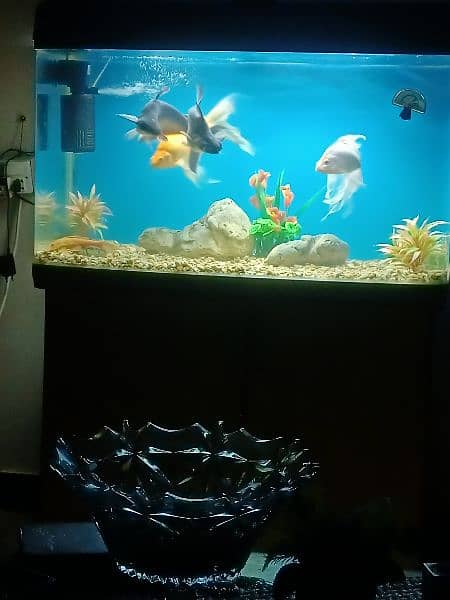 fish aquarium/aquarium/fish aquarium tank 4
