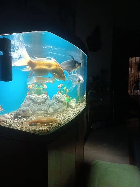 fish aquarium/aquarium/fish aquarium tank 5