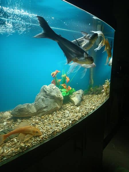 fish aquarium/aquarium/fish aquarium tank 6