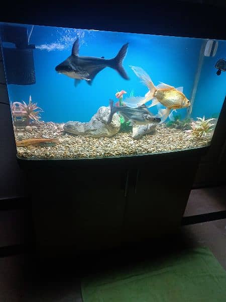 fish aquarium/aquarium/fish aquarium tank 7