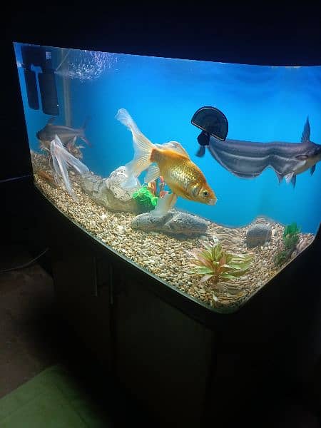 fish aquarium/aquarium/fish aquarium tank 8