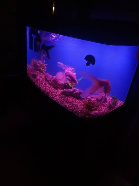 fish aquarium/aquarium/fish aquarium tank 9