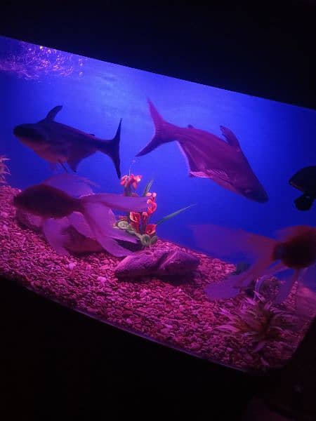 fish aquarium/aquarium/fish aquarium tank 10