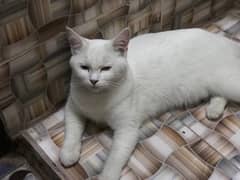 Pershion cat female
