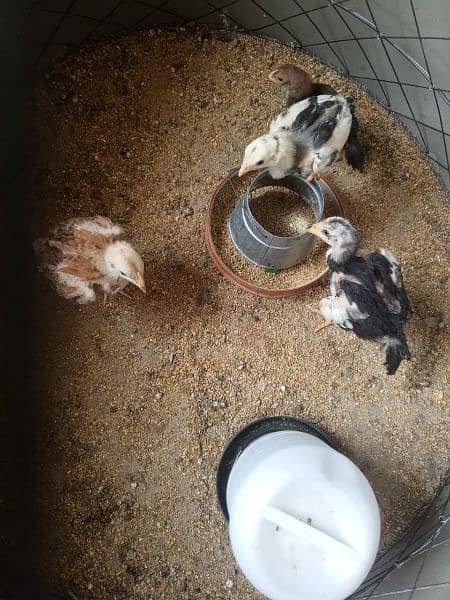 Aseel Chicks for sale 11