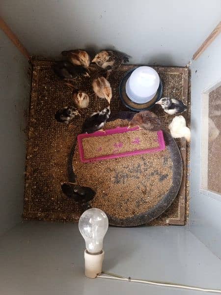 Aseel Chicks for sale 12