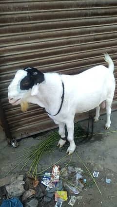 for sell Bakra