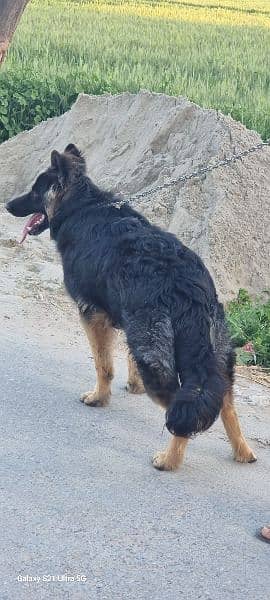 Premium Quality Pure German shepherd male dog 3