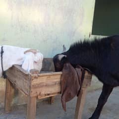 Kamori Male Gulabi goat /03052852543
