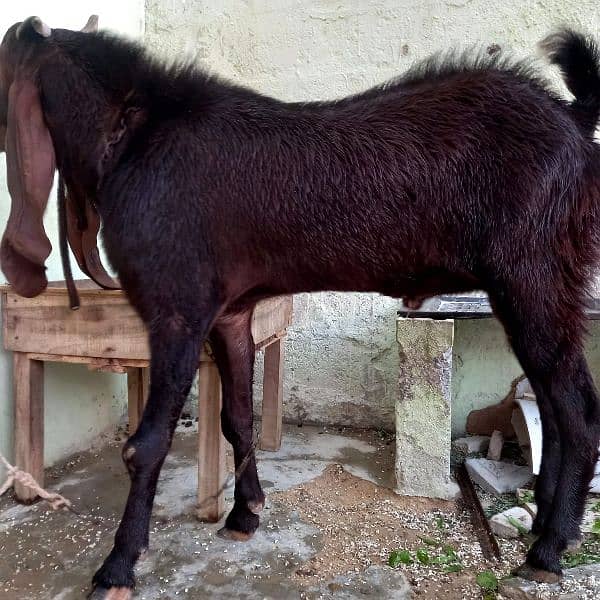 Kamori Male Gulabi goat /03052852543 1