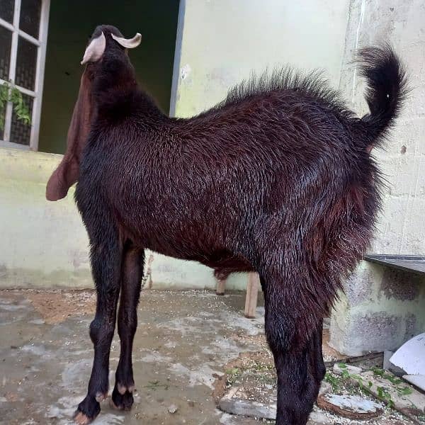 Kamori Male Gulabi goat /03052852543 2