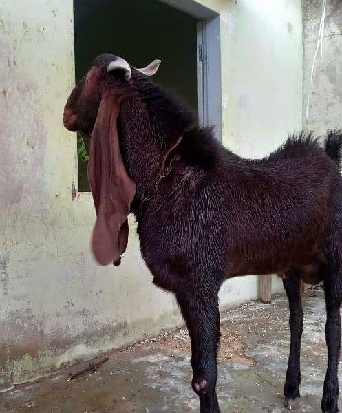 Kamori Male Gulabi goat /03052852543 3