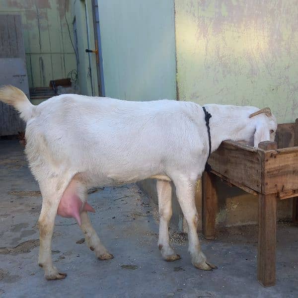 Kamori Male Gulabi goat /03052852543 6