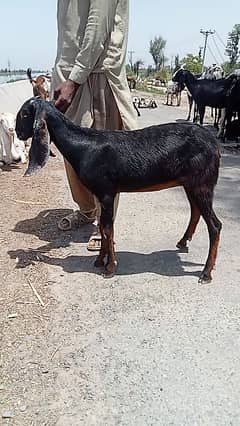goats 0