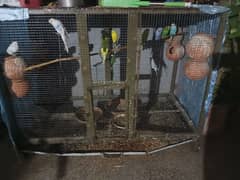 breeding pairs for sale 0