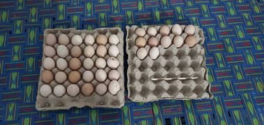 Golden Misri Fertile Eggs