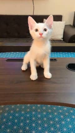 Kittens looking for a loving home