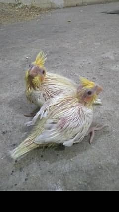 cocktail Handfeed chicks