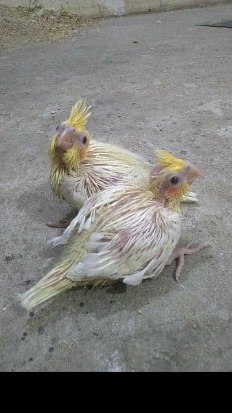 cocktail Handfeed chicks 0