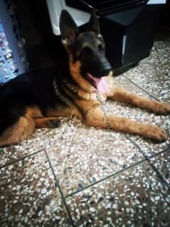 German dog double code 4 month age