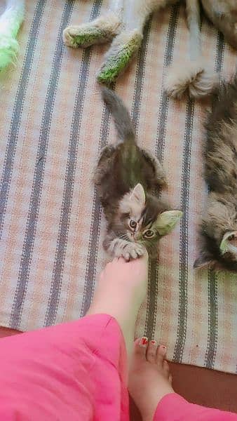 Persian Male kitten's| pair kitten | cat |kitten | 10