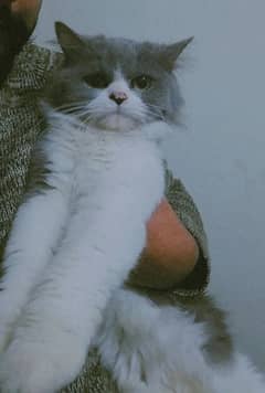 Breeder Persian Cat For Sale