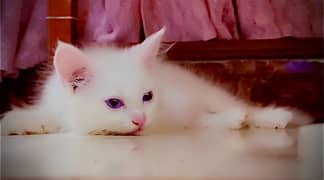 beautifull cat with white colour and blue eyes price final