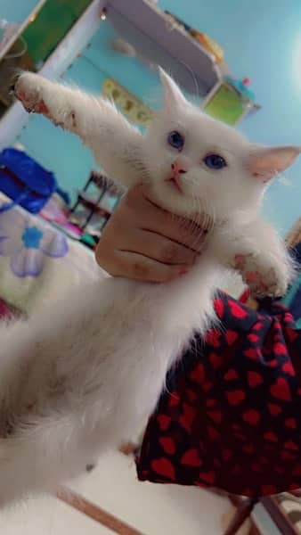 beautifull cat with white colour and blue eyes price final 1
