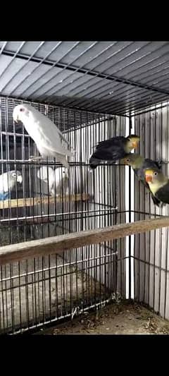 Albino, Parblue Birds & Cage