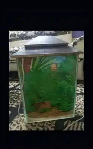 fish aquarium 6