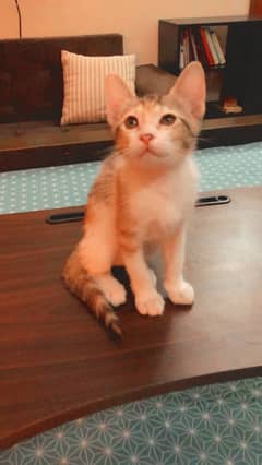 Kittens looking for a loving home (ADOPTION)