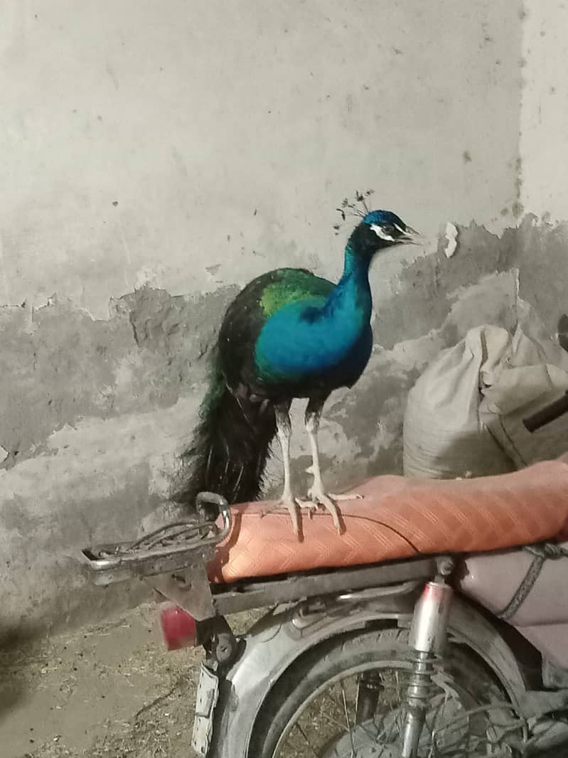 black shoulder male peacock 1