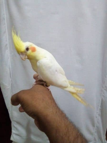 Cockatiel hand tame/ Cockatiel hand raised for sale/ Cocktail for sale 2