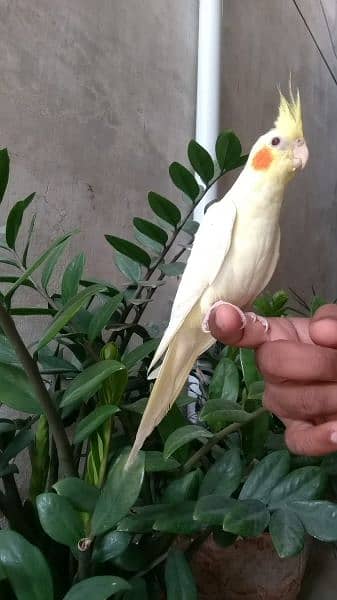 Cockatiel hand tame/ Cockatiel hand raised for sale/ Cocktail for sale 3