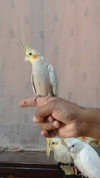 Cockatiel hand tame/ Cockatiel hand raised for sale/ Cocktail for sale 5
