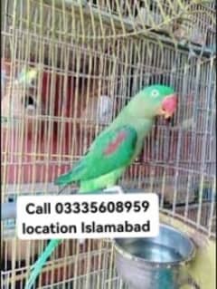 Raw Breeder Female Parrot Full Jumbo Size Age 5 Years Talking Also