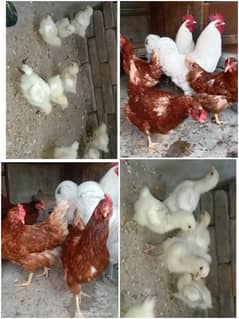 Fancy hen's chicks 03064328164 0
