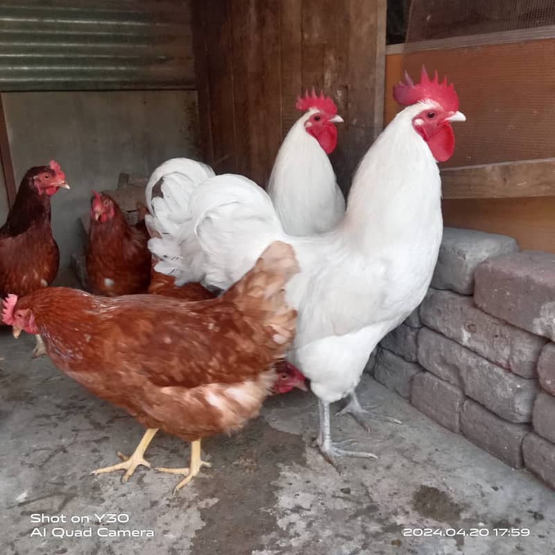 Fancy hen's chicks 03064328164 2