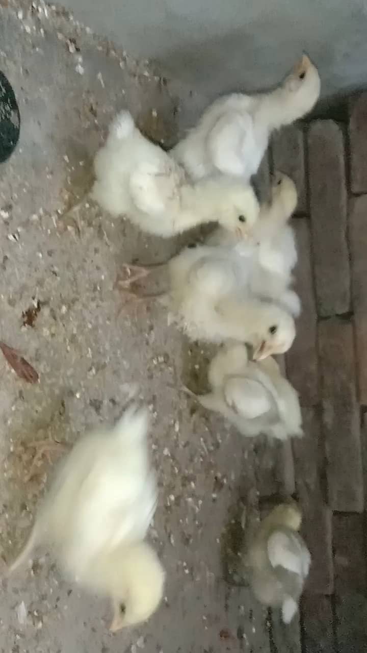 Fancy hen's chicks 03064328164 3